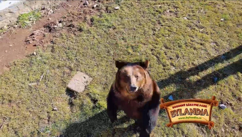 Hnedý medvěd stojí na trávníku v areálu zoologické zahrady Bylandie.
