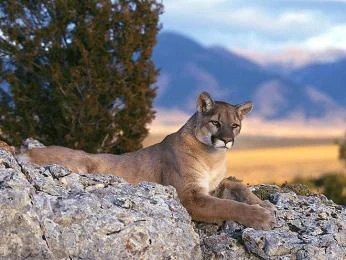 Americká puma odpočívá na skále v přírodním prostředí.