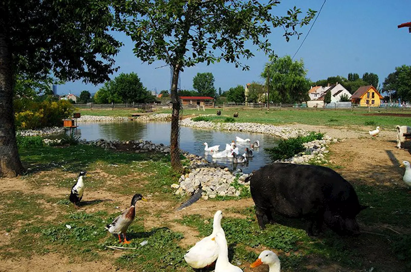 Kachny, husa a prasátko u rybníka na venkově.