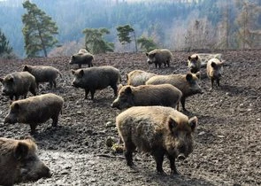 Skupina divokých prasat hledající potravu na zemi v přírodě.