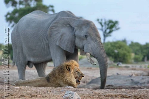 Afrikan slon stojí za odpočívajícím lvem na saveně.