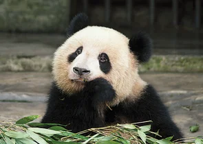 Velká panda jí bambus v přírodním prostředí.