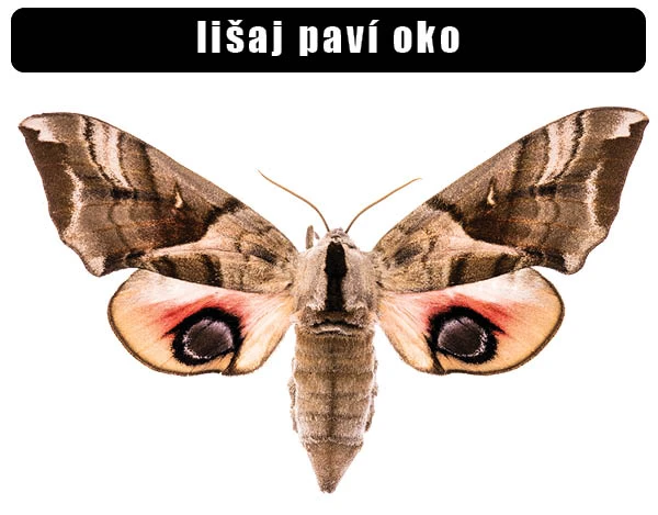 Fotografie motýla pavího oka s výraznými očima na křídlech.