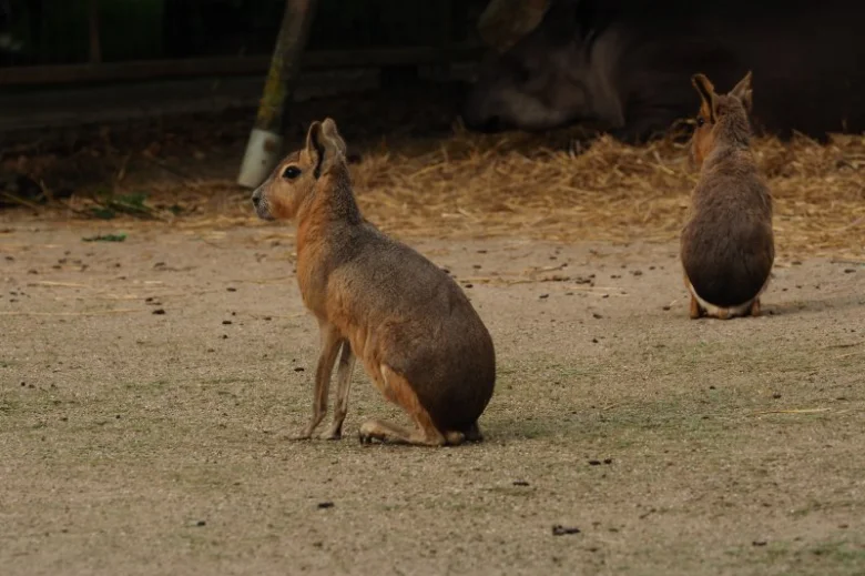 Dva marové sedící na zemi v přírodním prostředí.