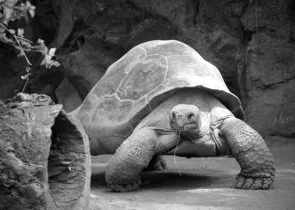 Galápagos želva, jedno z nejstarších zvířat na světě.