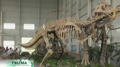 Výstava kosterních modelů dinosaurech v muzeu.