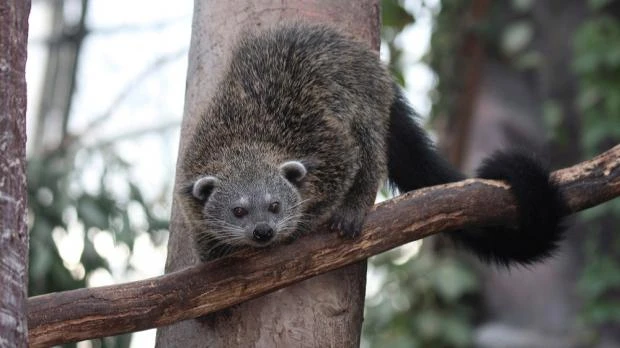 Binturong sedící na větví v přírodě.