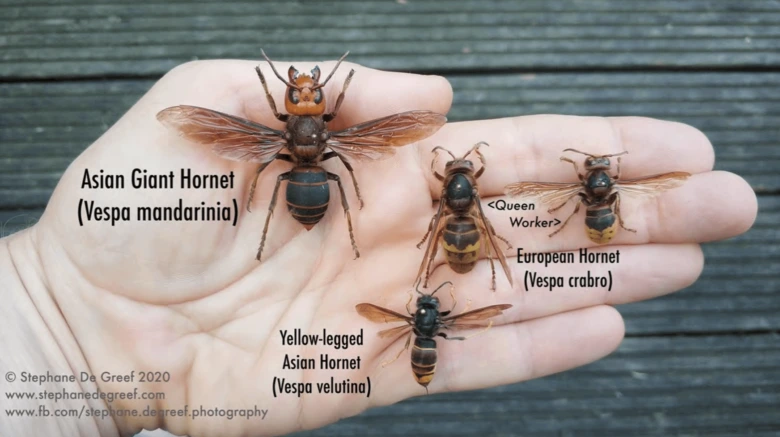 Ruce s asijskou obřím sršní a dalšími druhy pro porovnání.