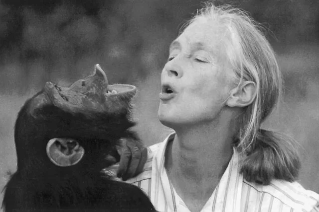 Jane Goodallová s čimpanzou v intimitní chvíli.