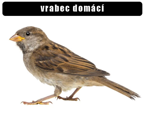 Fotografie vrabce domácího stojícího na bílém pozadí.