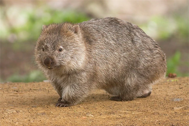Vombat z Austrálie stojící na zemi v přírodě.