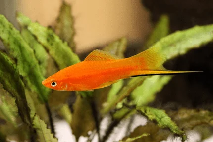 Oranžová ryba s dlouhým ocasem plave mezi vodními rostlinami.