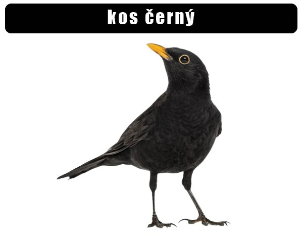 Fotografie kosu černého stojícího na bílém pozadí