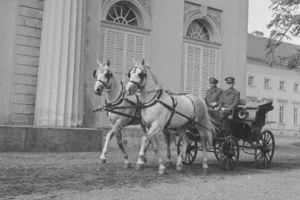 Dva kladrubští koně táhnou kočár před historickou budovou.