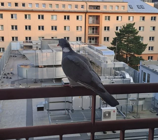 Holub hřivnáč sedící na zábradlí balkonu s výhledem na střechy.