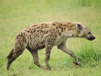Skvrnitá hiena kráčející po travnaté louce v přírodě.
