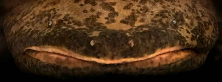 Detailní záběr hlavy japonského obřího žabochaše.
