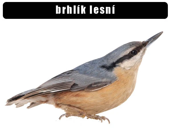 Evropský brhlík lesní s modrošedým hřbetem a oranžovým břichem.