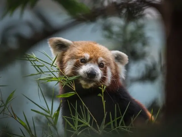 Červená panda jí bambus v koruně stromu.