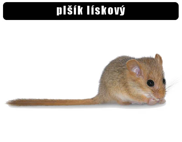 Common dormouse
