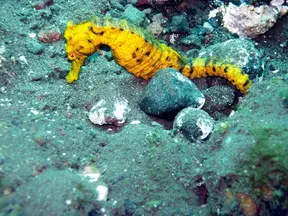 Žlutý mořský koník leží na dně oceánu mezi kameny a koralem.