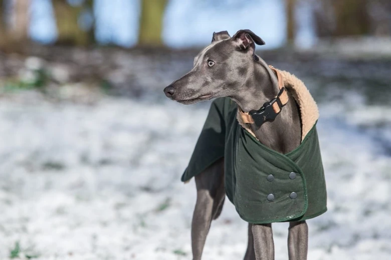 Šedý whippet v zimní bundě stojí na sněhu.