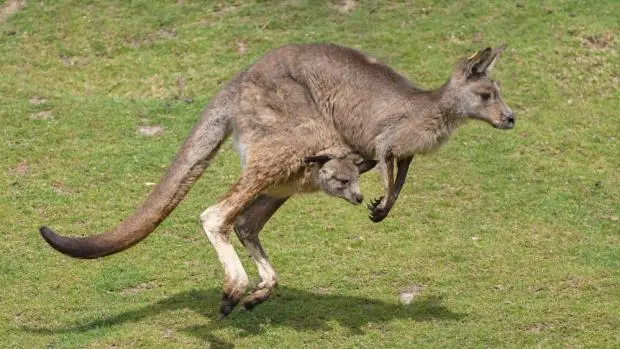 Kangaroo with joey in pouch