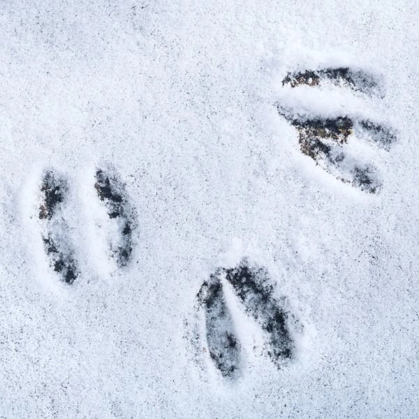 Animal tracks in snow