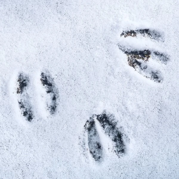 Animal tracks in snow