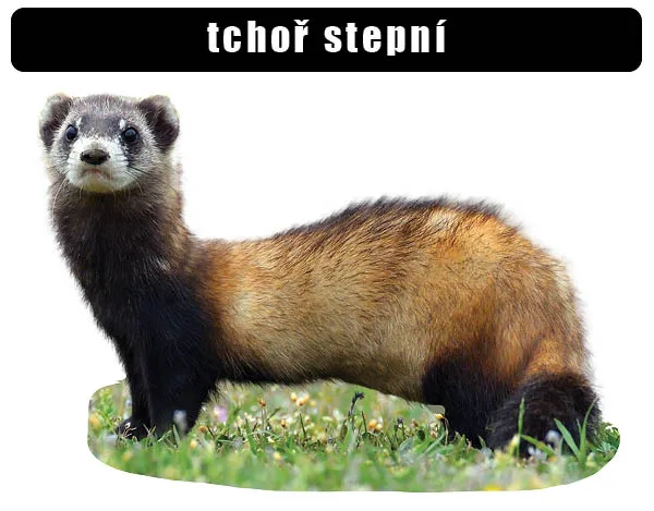 Steppe ferret (mustela eversmannii)