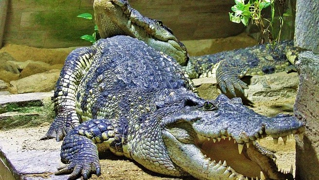 Krokodýl s otevřenou tlamou v areálu zoologické zahrady