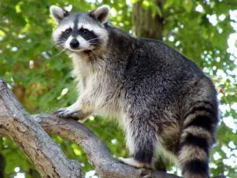 Raccoon on tree branch
