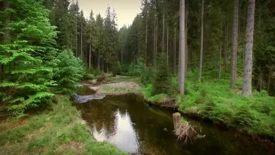 Řeka v lese s rybami žijícími ve vodě českých řek.