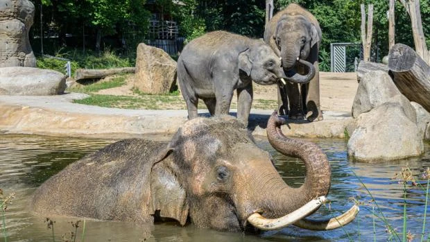 Tři africké slony v přírodě u vody s kůží.