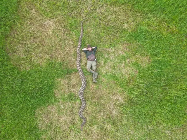 Obrovský had zlatý piton leží na trávě vedle člověka pro srovnání velikosti.