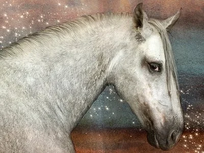 Portrét šedého andaluského koně s hvězdným pozadím.