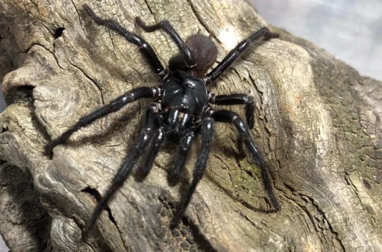 Velký černý australský pavouk na kůře stromu.