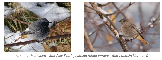 Samec a samice rehků na větvích v zimním prostředí.