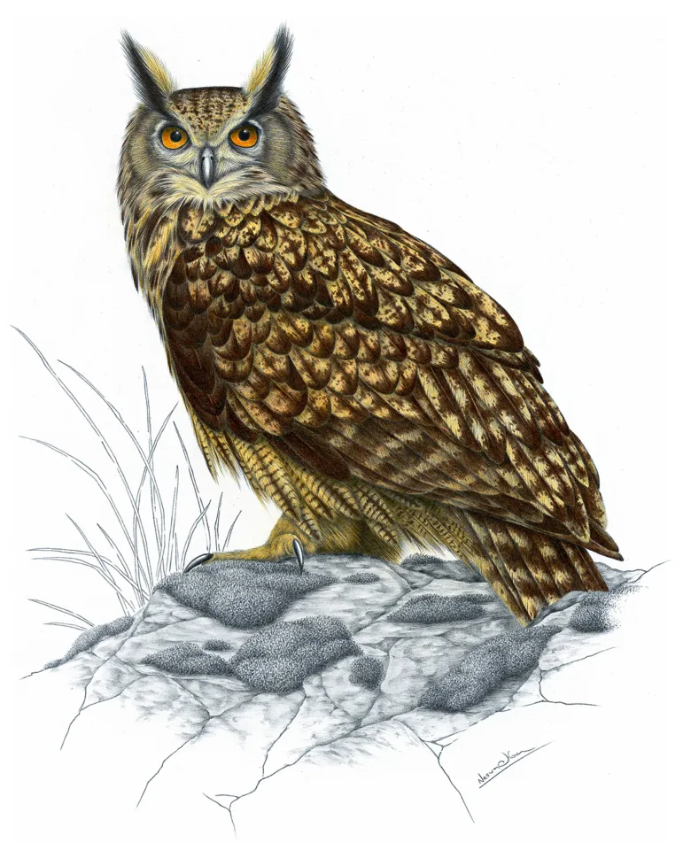 Ilustrace výra velkého sedícího na skále s trávou.