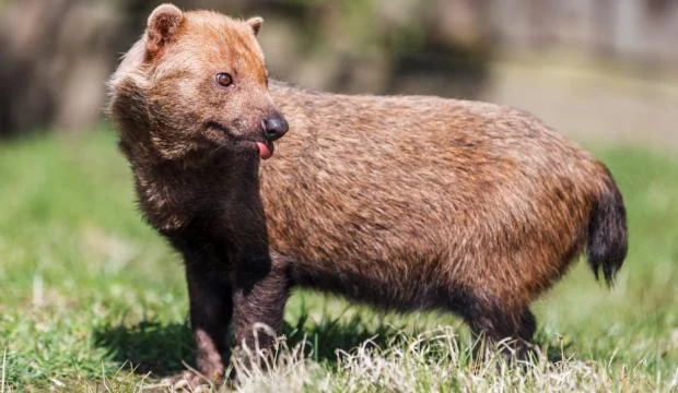 Binturong stojí na trávníku s hnědým srstí.