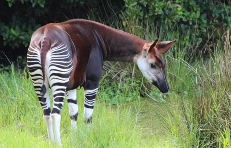 Okapi stojí v trávě s lesním pozadím.