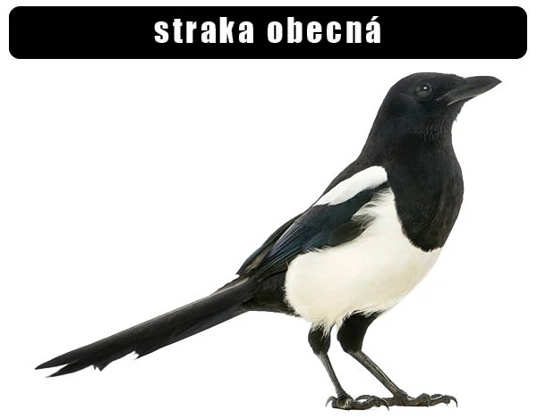 Fotografie evropské straky s černým hřbetem a bílými křídy.