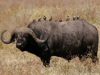 Africký buvol s ptáky na hřbetě v africké savaně.