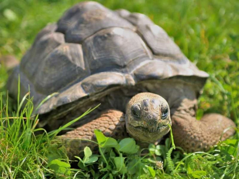 Velká želva obrovská sedí na trávníku mezi kukuřicí.