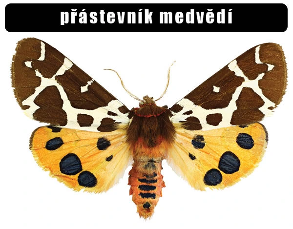 Přástevník medvědí s hnědými křídly a žlutým spodkem.