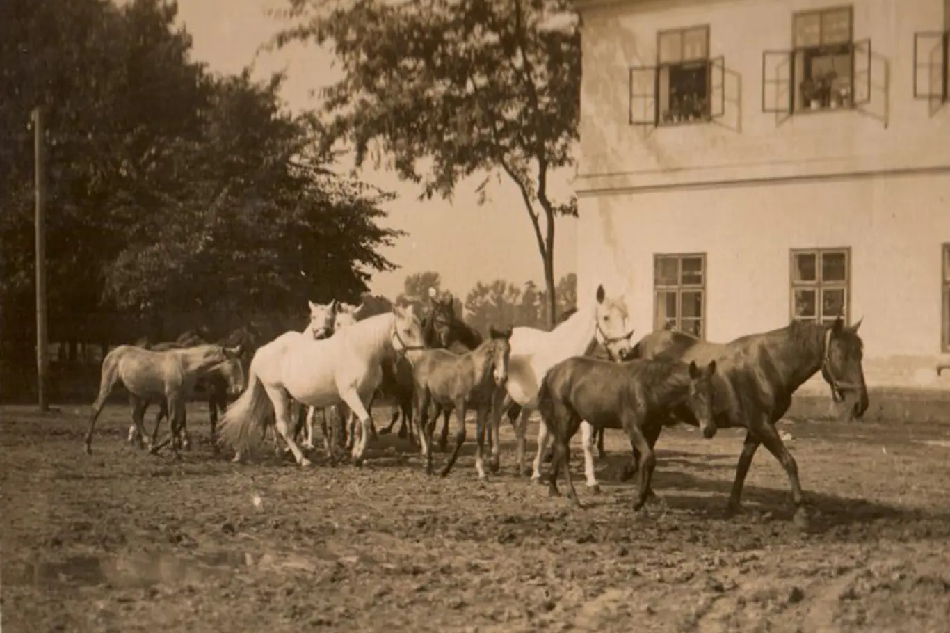 Historická fotografie koní s kladrubským plemeny v areálu.