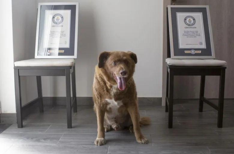 Hnědý pes sedí mezi dvěma židlemi s rámovanými certifikáty.