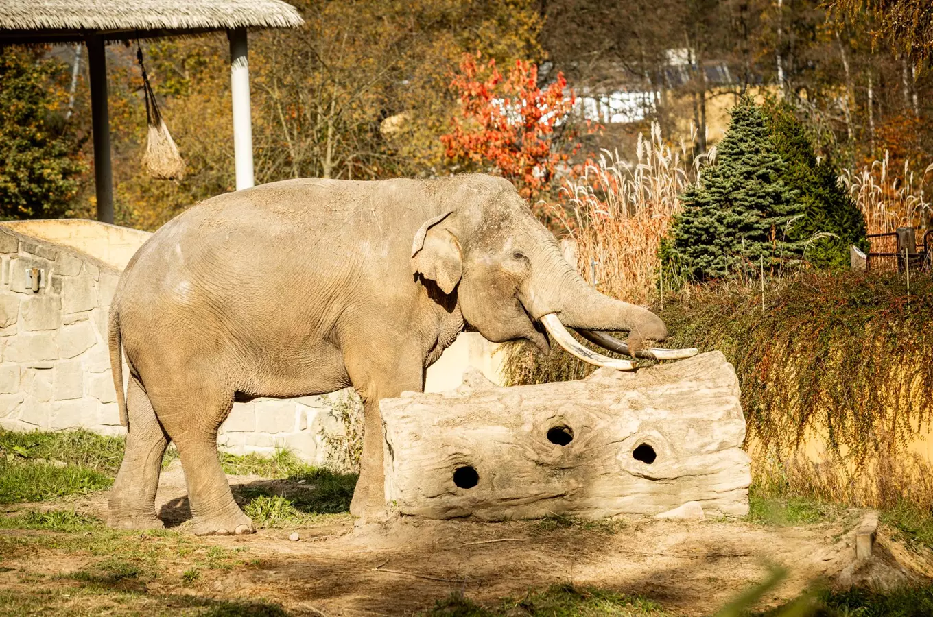Slon v areálu zoologické zahrady Ostrava.