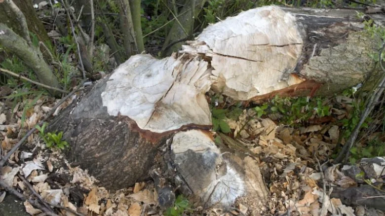Strom kmen poškozený bobra obecného v přírodě.