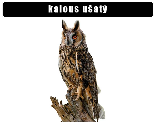 Kalous ušatý sedící na větvě s výraznými ušními štíty.